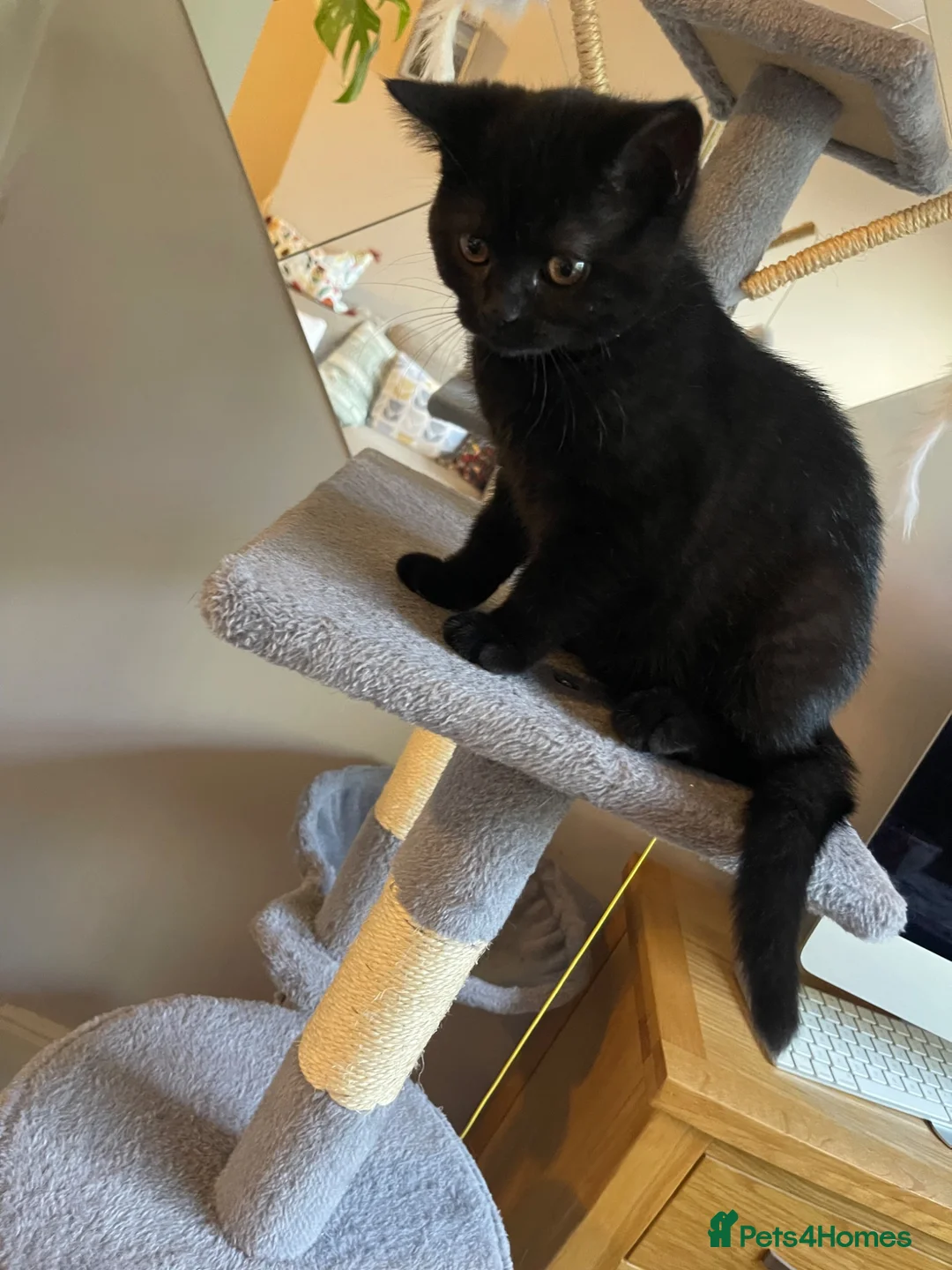 British Shorthair cats for sale: British blue black pedigree kitten boy  - Advert 4