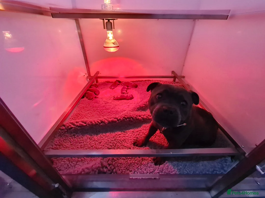 Staffordshire Bull Terrier dogs for sale: Blue KC staffys - Advert 7