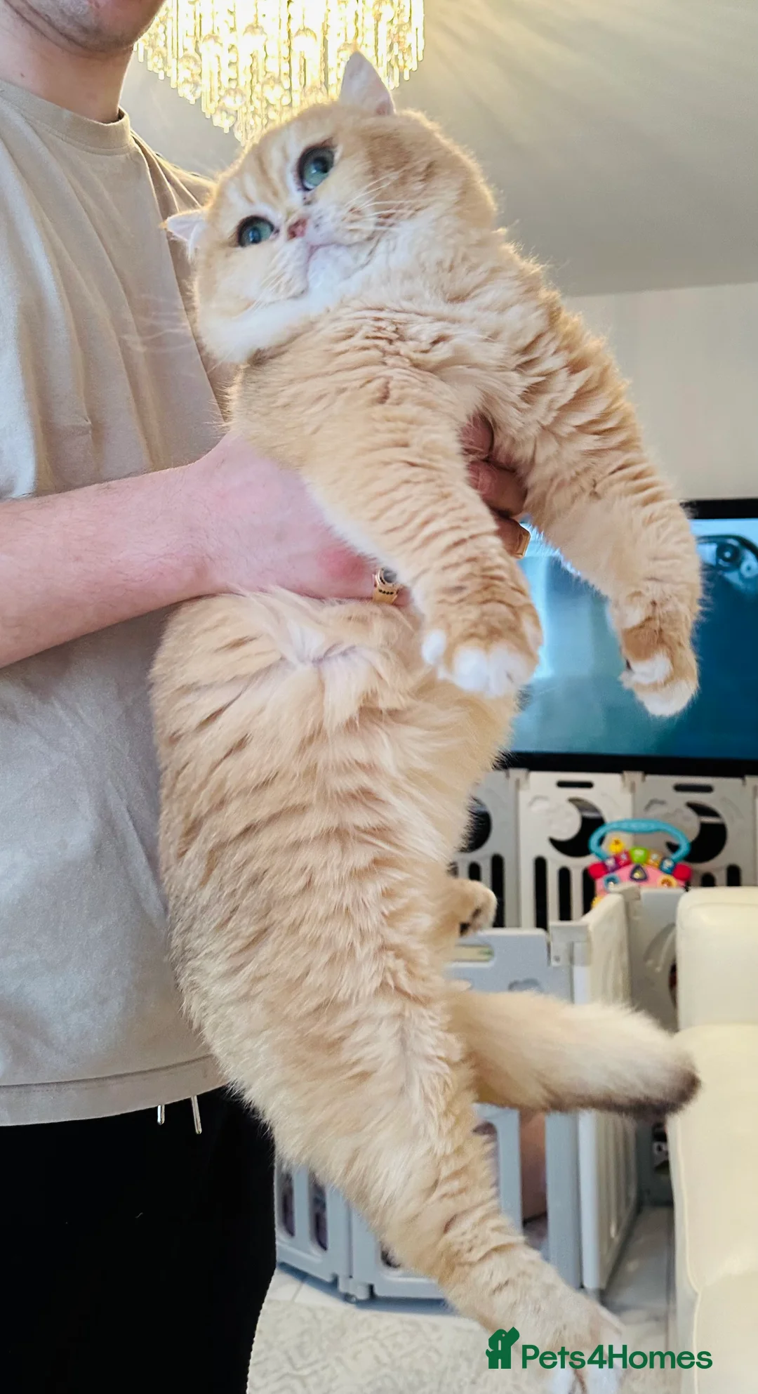 British Shorthair cats for stud: Gorgeous boy For Stud ny12, Longhair gens in Northampton - Advert 9