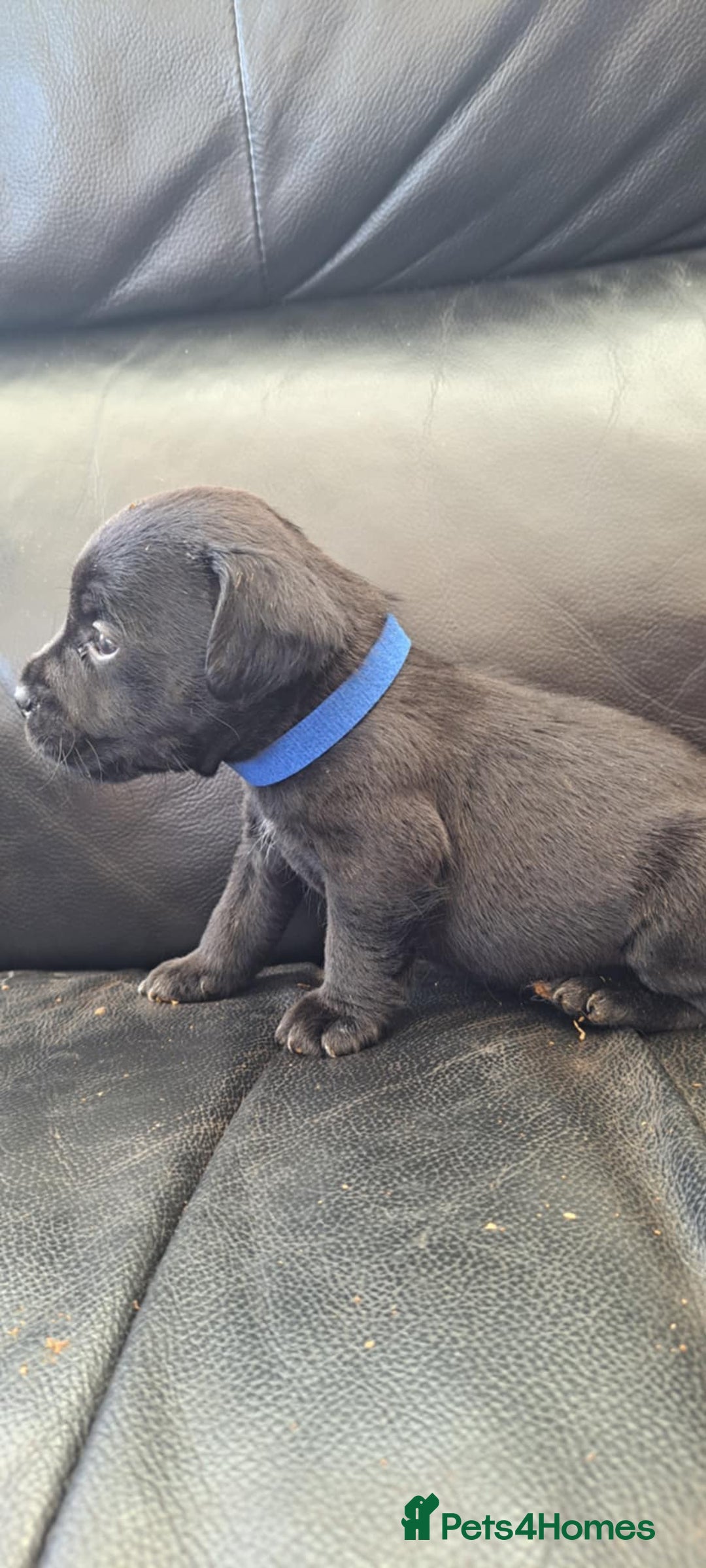 Patterdale Terrier dogs for sale: Stunning Patterdale pups  - Image 3