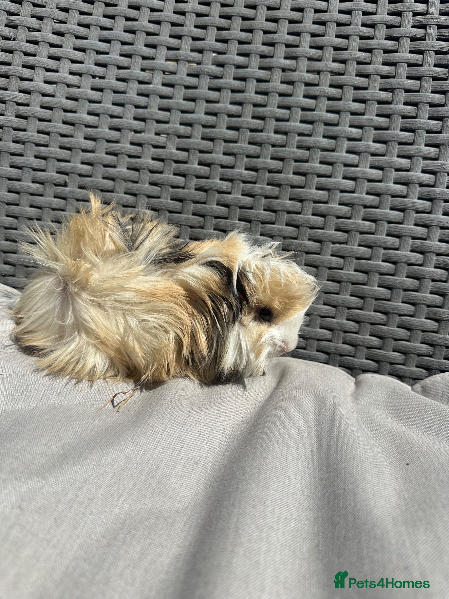 Guinea Pig rodents Very handsome baby long haired guinea pigs. - Advert 2