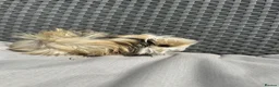 Guinea Pig rodents for sale: Very handsome baby long haired guinea pigs. - Advert 2