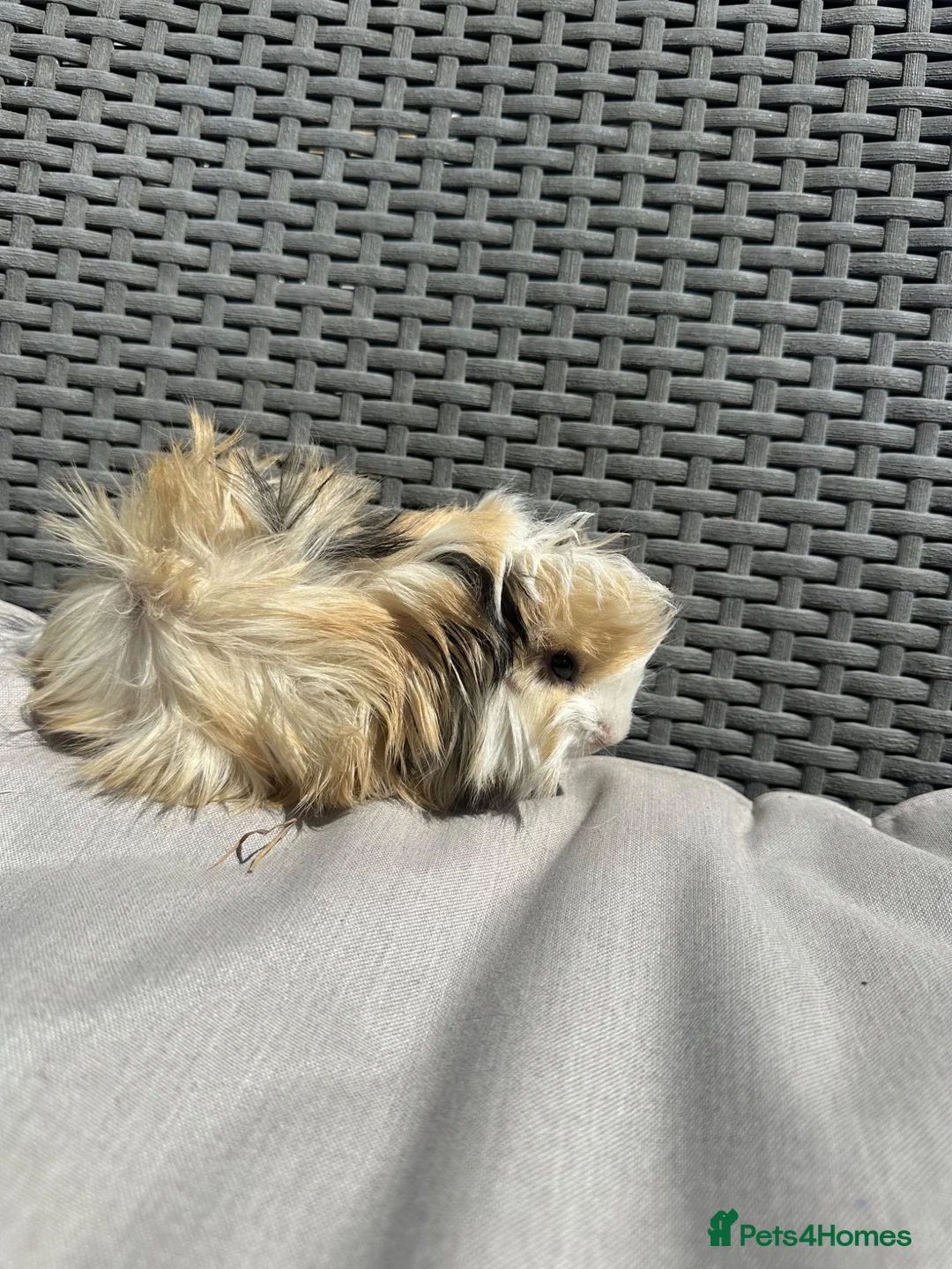 Guinea Pig rodents for sale: Very handsome baby long haired guinea pigs. - Advert 2