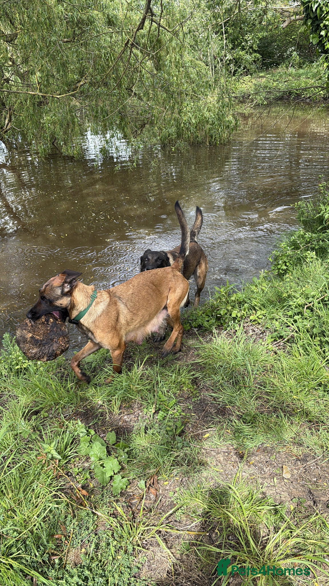 Belgian Shepherd Dog dogs for sale: **READY NOW** Belgian Mallinois Pups - Advert 24