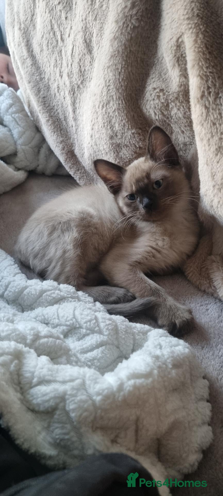 Burmese cats Burmese kittens  - Advert 5