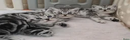 British Shorthair cats for sale: Original BSH Silver Tabby kittens  - Advert 2