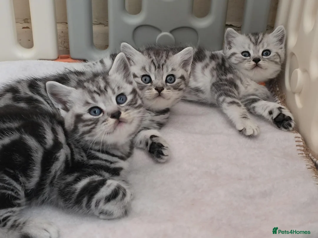 British Shorthair cats for sale: Original BSH Silver Tabby kittens  - Advert 2
