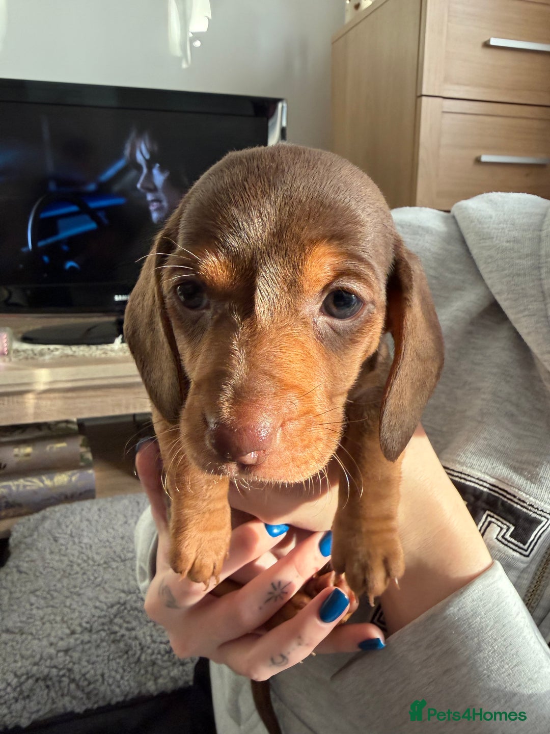 Miniature Dachshund dogs for sale: Miniature Dachshund's   - Advert 34