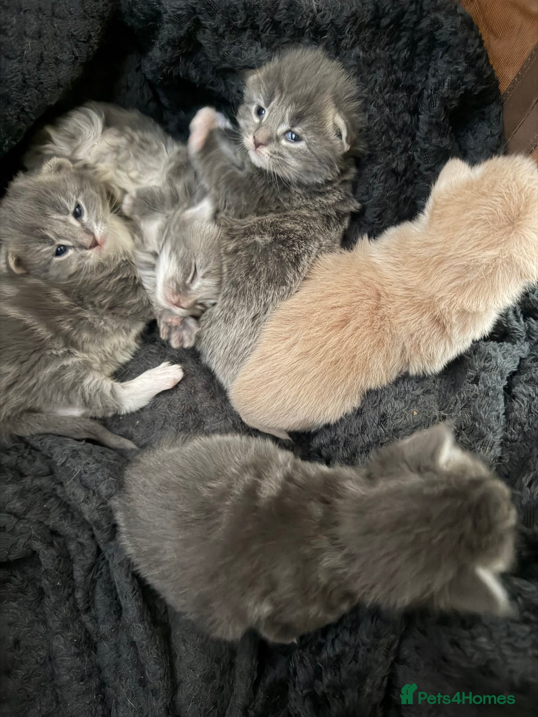 Mixed Breed cats for sale: Maine coon/Scottish fold cross - Advert 5