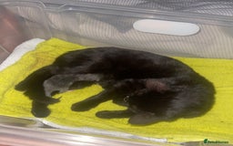 British Shorthair cats for sale: Black and white kittens for sale - Image 6