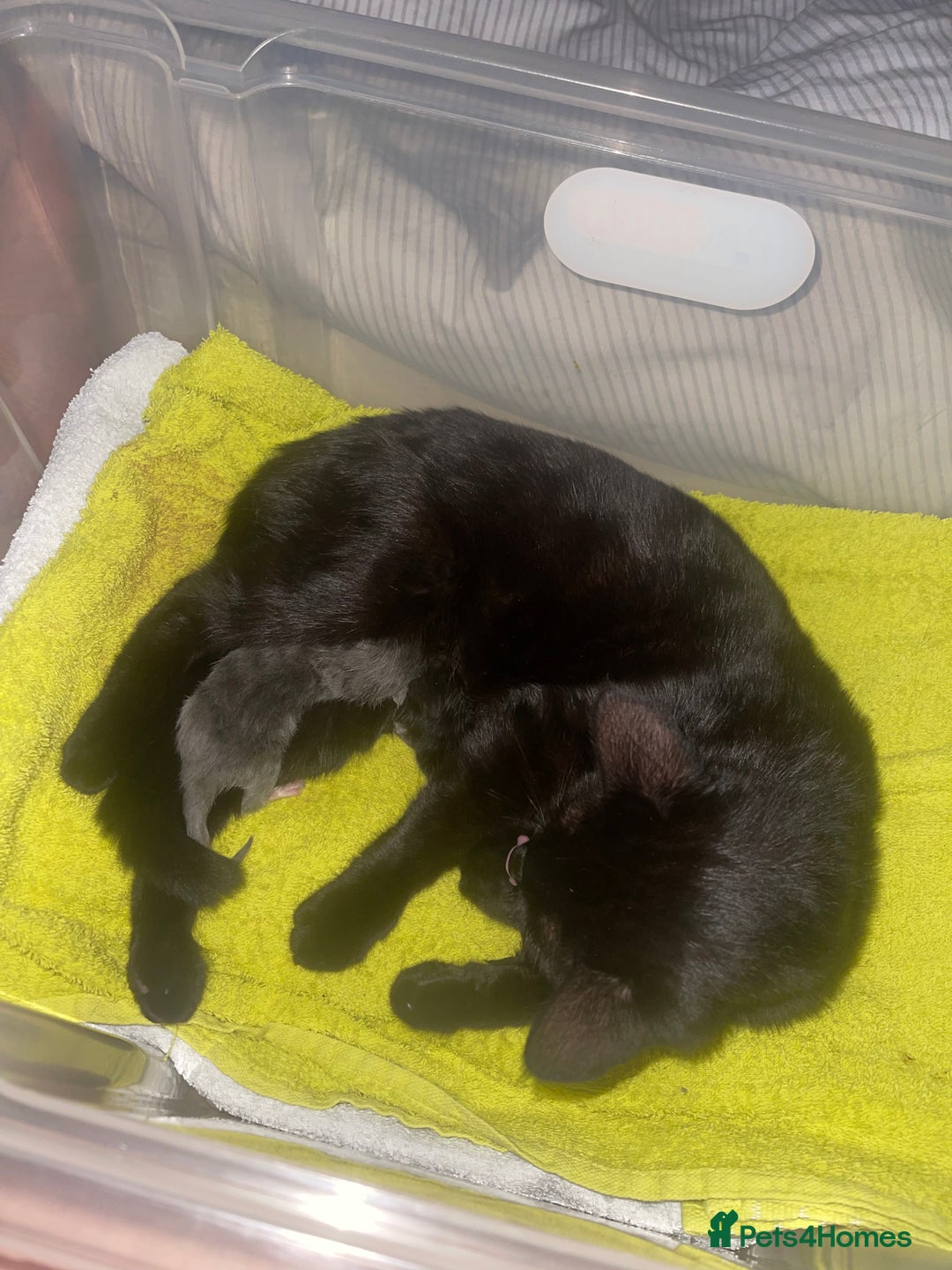 British Shorthair cats for sale: Black and white kittens for sale - Image 6