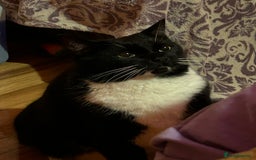 Mixed Breed cats for sale: Nuka  - Image 7