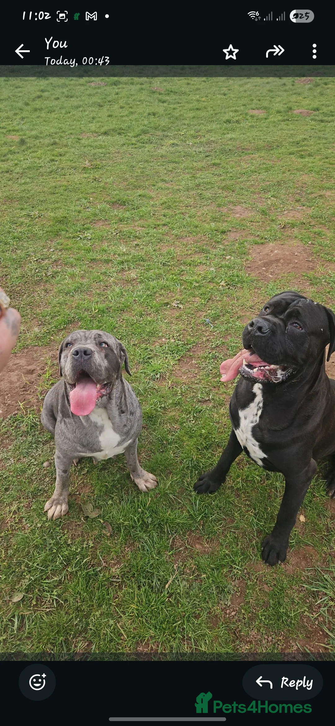 Cane Corso dogs for stud: Unique * champion breed * cane corso  - Advert 2