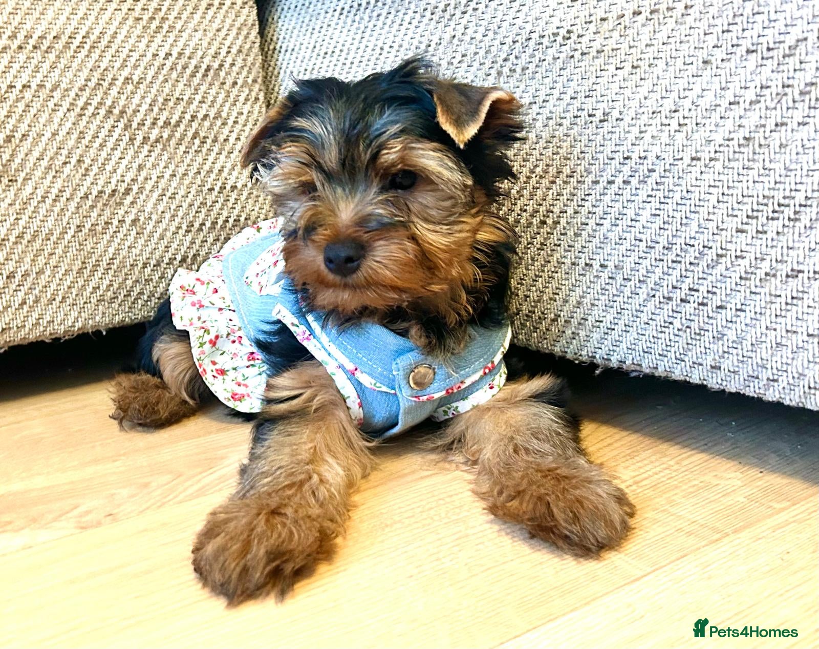 Yorkshire Terrier dogs Yorkshire Terrier Puppies (2 left) - Advert 1