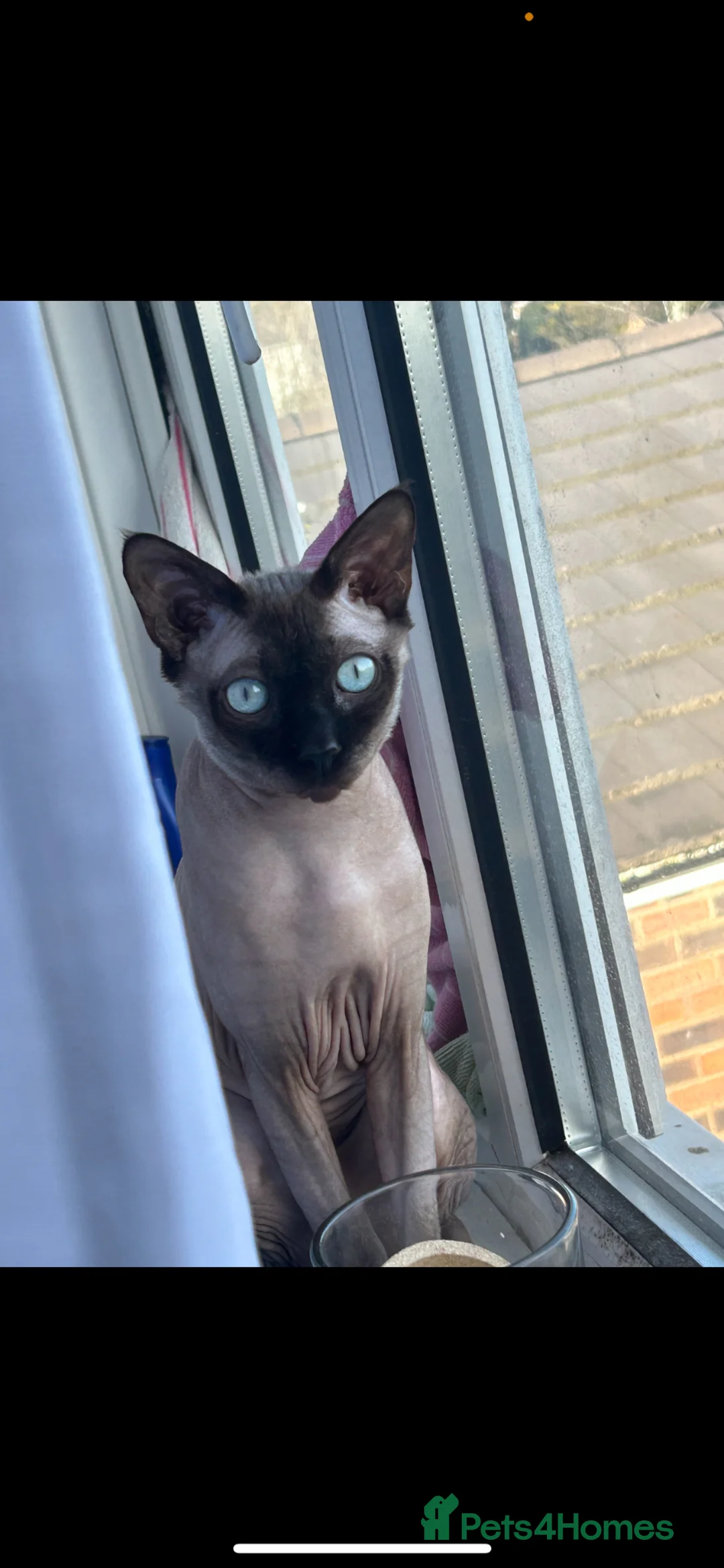 Sphynx cats for sale: Sphynx cat (one year old) in Birmingham - Advert 1
