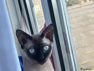 Sphynx cats Sphynx cat (one year old) - Advert 2