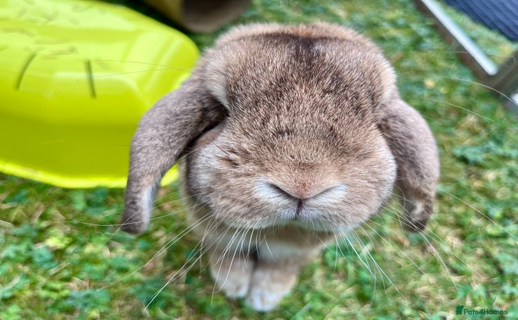 Dwarf Lop rabbits - Advert 16