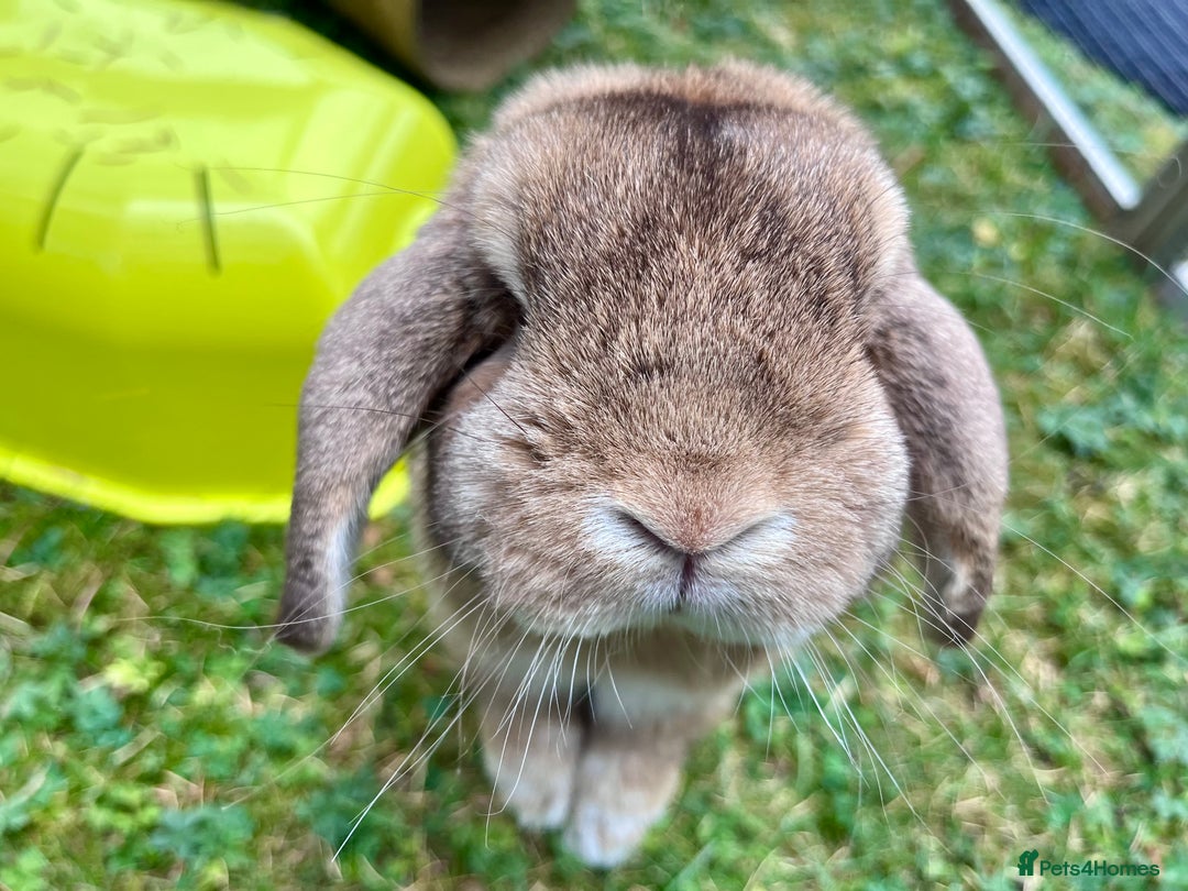Dwarf Lop rabbits for sale: Gorgeous dwarf lop female needs a new home - Image 1