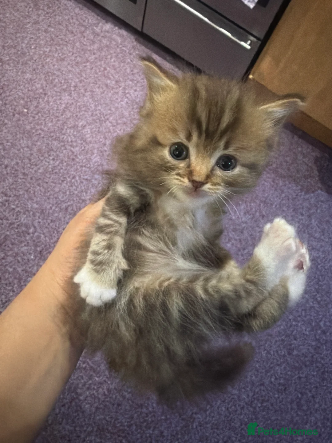 Mixed Breed cats for sale: Ragdoll x tabby - Advert 2