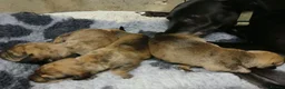 Mixed Breed dogs for sale: Dachshund x Saluki Greyhound  - Advert 7