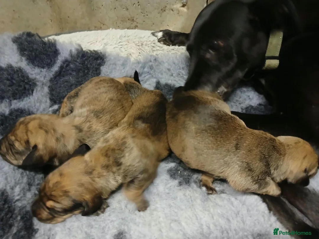 Mixed Breed dogs for sale: Dachshund x Saluki Greyhound  - Advert 7