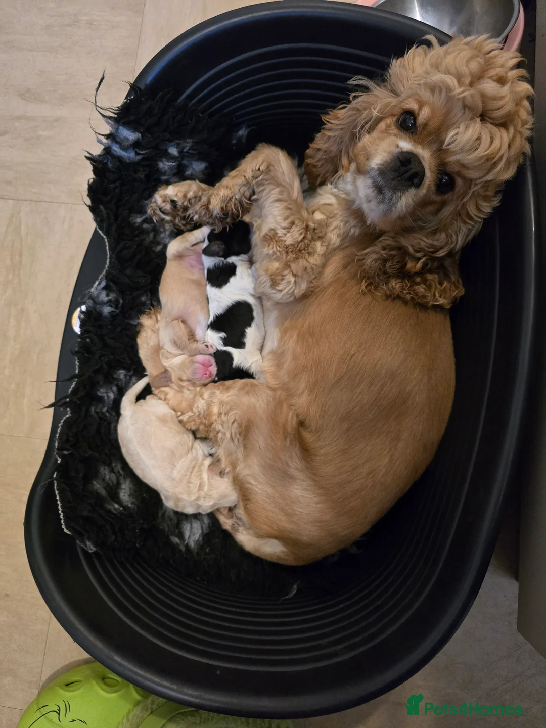 Cockapoo dogs for sale: Cockapoo puppies ready now - Advert 11