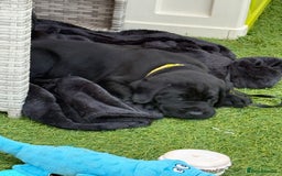 Labrador Retriever dogs for sale: Stunning black Labrador puppies  - Image 20