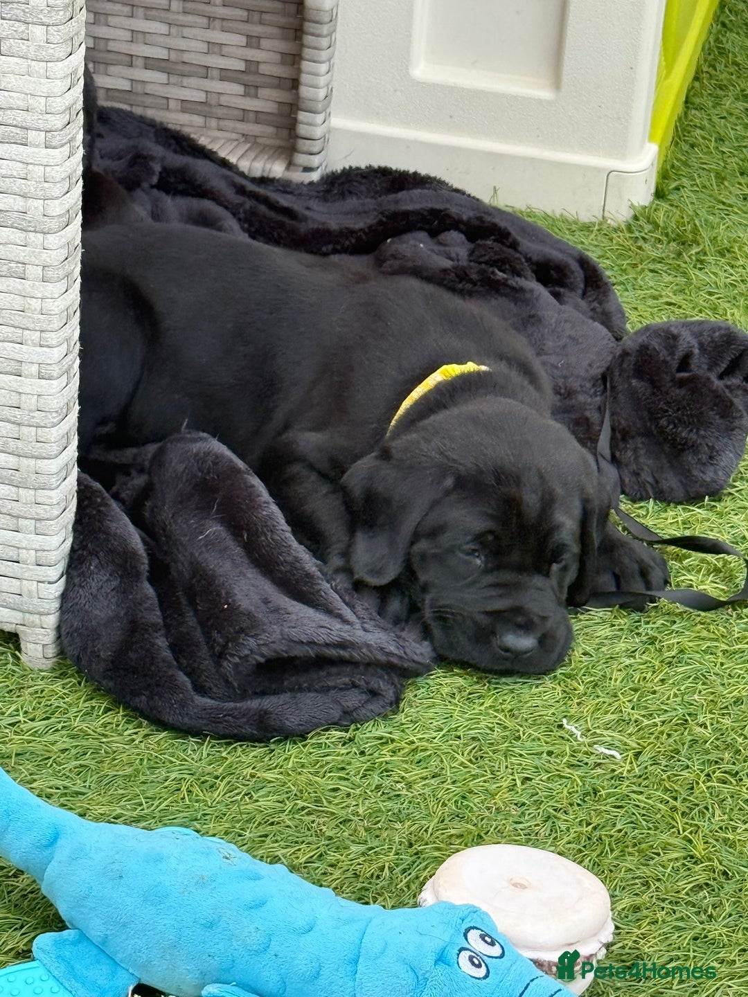 Labrador Retriever dogs for sale: Stunning black Labrador puppies  - Image 20