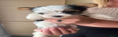 Biewer Terrier 4