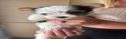 Biewer Terrier dogs for sale: 4 beautiful Yorkshire Biewer terrier puppies in Blackpool - Advert 15