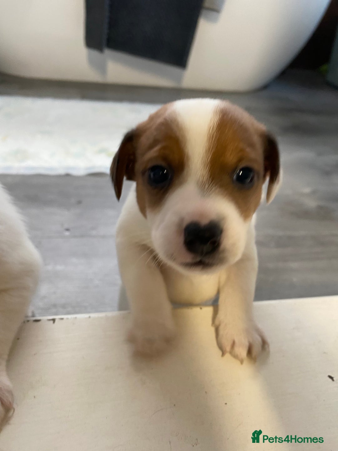 Jack Russell dogs for sale: 3 gorgeous jack Russell boys  - Advert 3