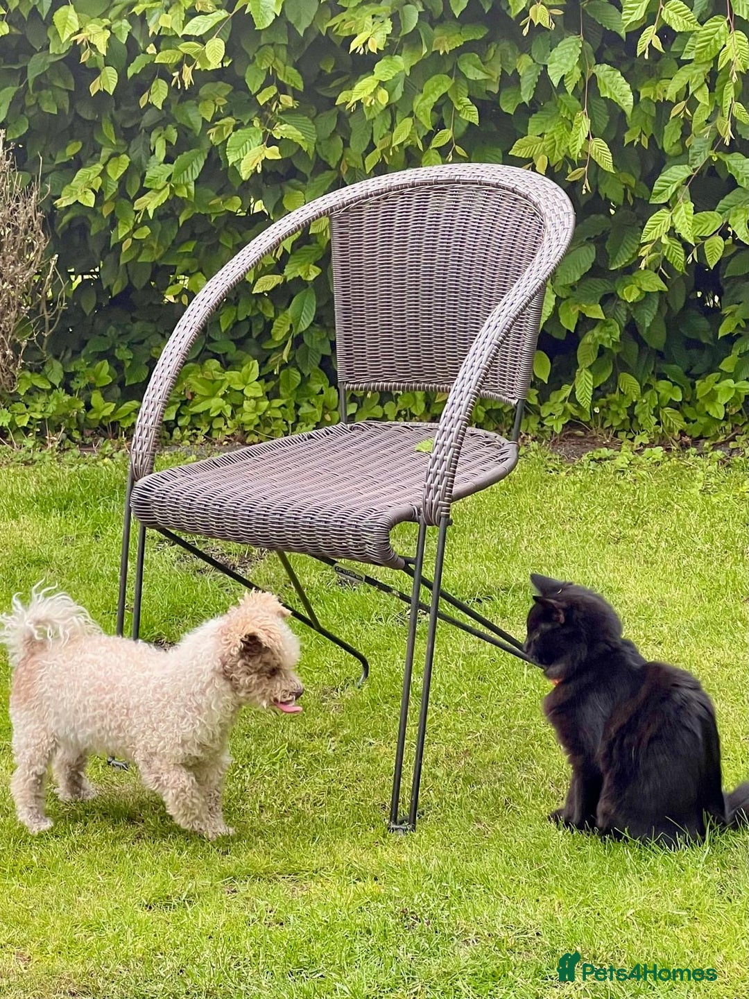 Siberian cats for sale: Affectionate Siberian-Mix Kitten (12 Months) - Advert 11