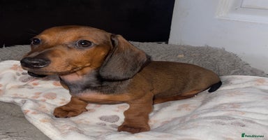 Miniature Dachshund dogs - Advert 1