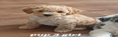 Cavapoochon 3