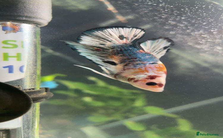 Bettas fish - Advert 2