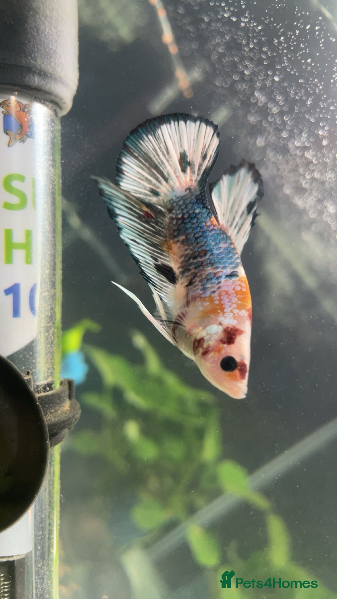 Bettas fish for sale: King betta very friendly  - Image 1