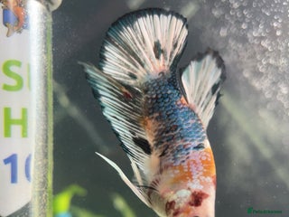 Bettas fish - Advert 11