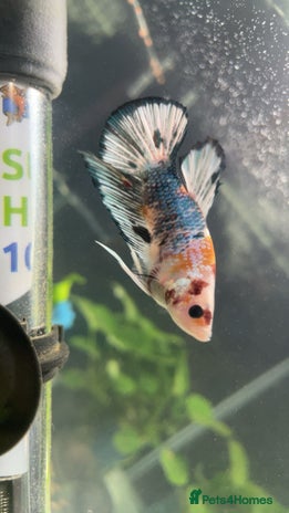 Bettas fish - Advert 2