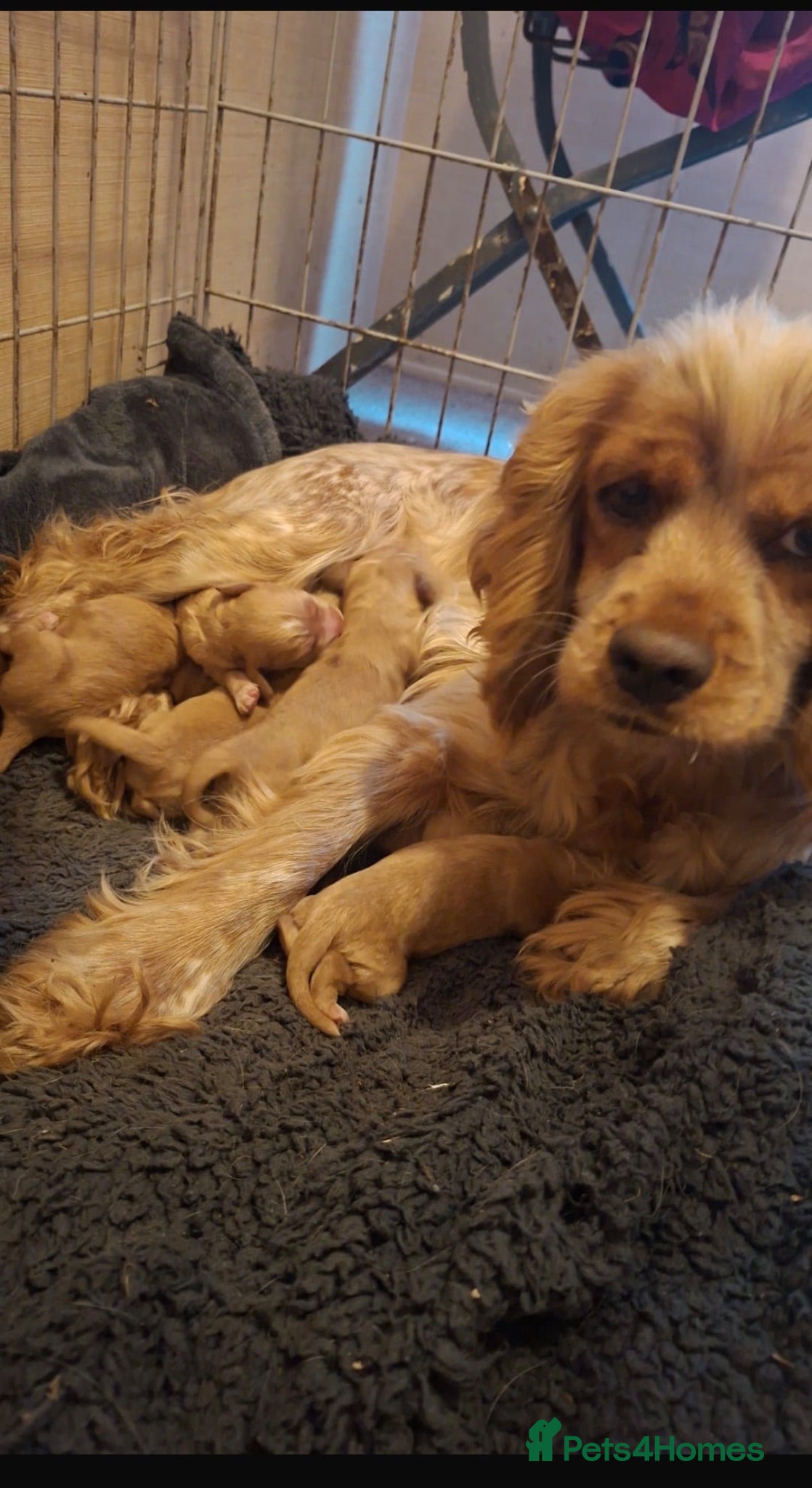 Cockapoo dogs Cockapoo puppies looking for there forever homes  - Advert 4