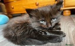 Mixed Breed cats for sale: Only 2 fluffy female black kittens left - Image 4