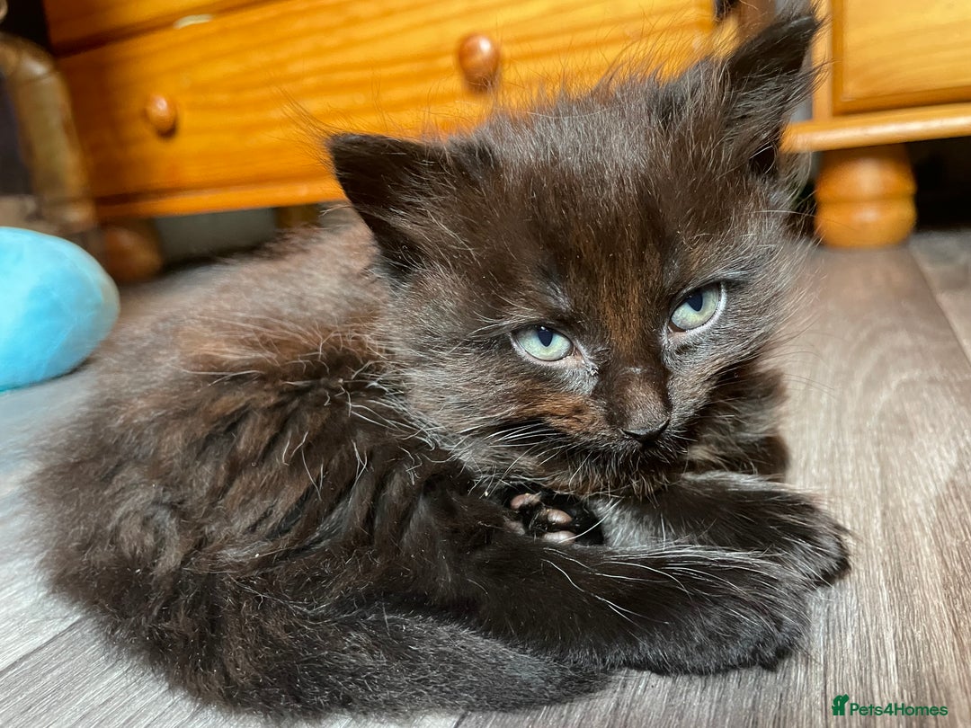 Mixed Breed cats for sale: Only 2 fluffy female black kittens left - Image 4