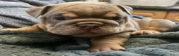 English Bulldog dogs for sale: Rare opportunity- grandpups of Burleybullz Nemesis - Advert 27