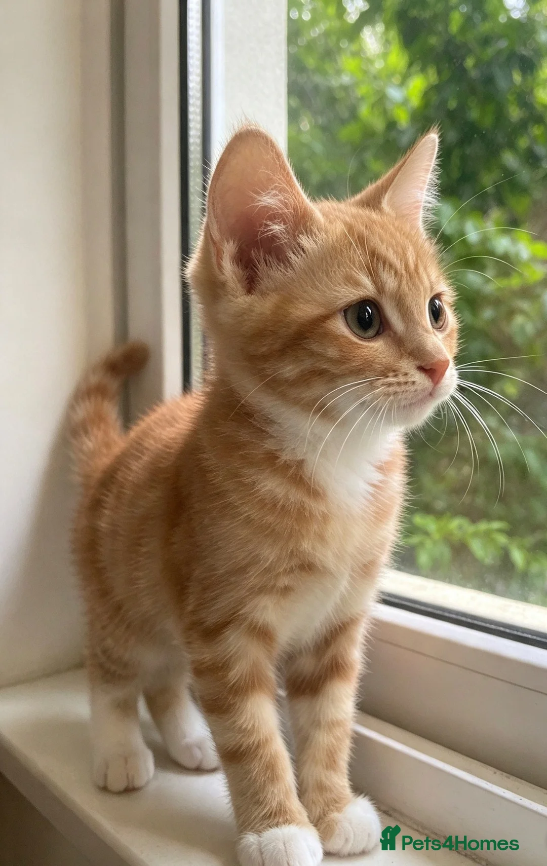 European cats for sale:  FREE ! Loving Cats Need a New Home — Mother & Son - Advert 7