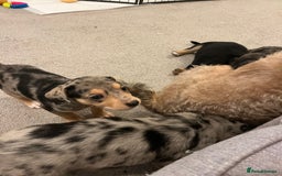 Mixed Breed dogs for sale: Mixed breed puppies READY TO GO! - Image 24