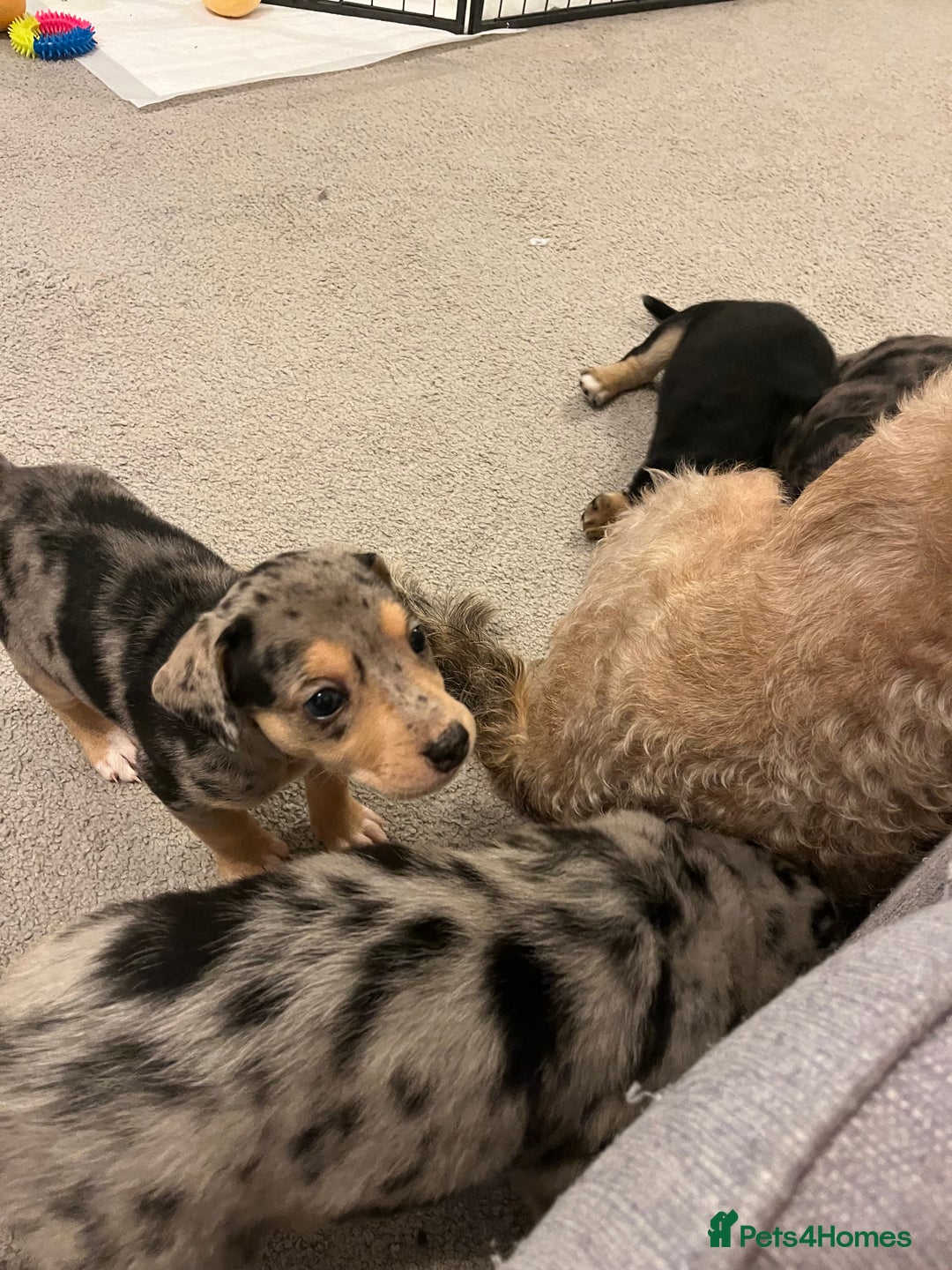 Mixed Breed dogs for sale: Mixed breed puppies READY TO GO! - Image 24