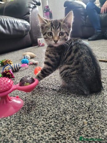 British Shorthair cats - Advert 2