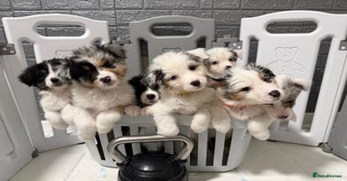 Australian Shepherd dogs KC Registered Australian Shepherd Puppies - Advert 6