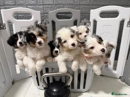 Australian Shepherd dogs KC Registered Australian Shepherd Puppies - Advert 2