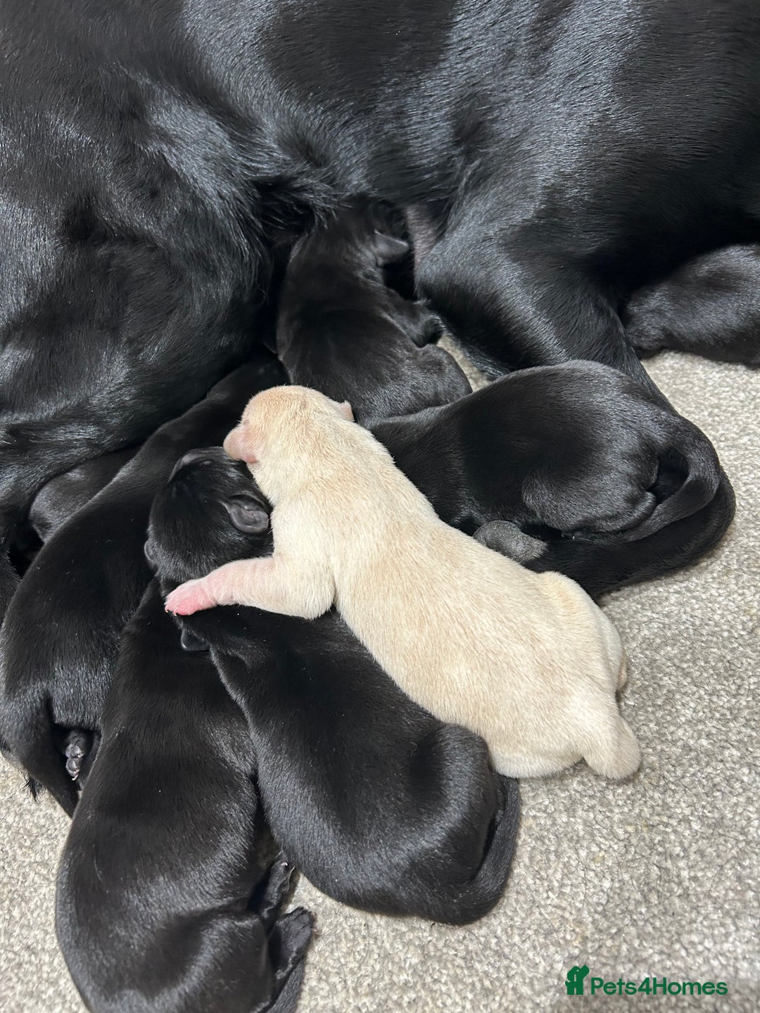 Labrador Retriever dogs for sale: 8 Outstanding KC Labrador Retriever Puppies - Advert 11