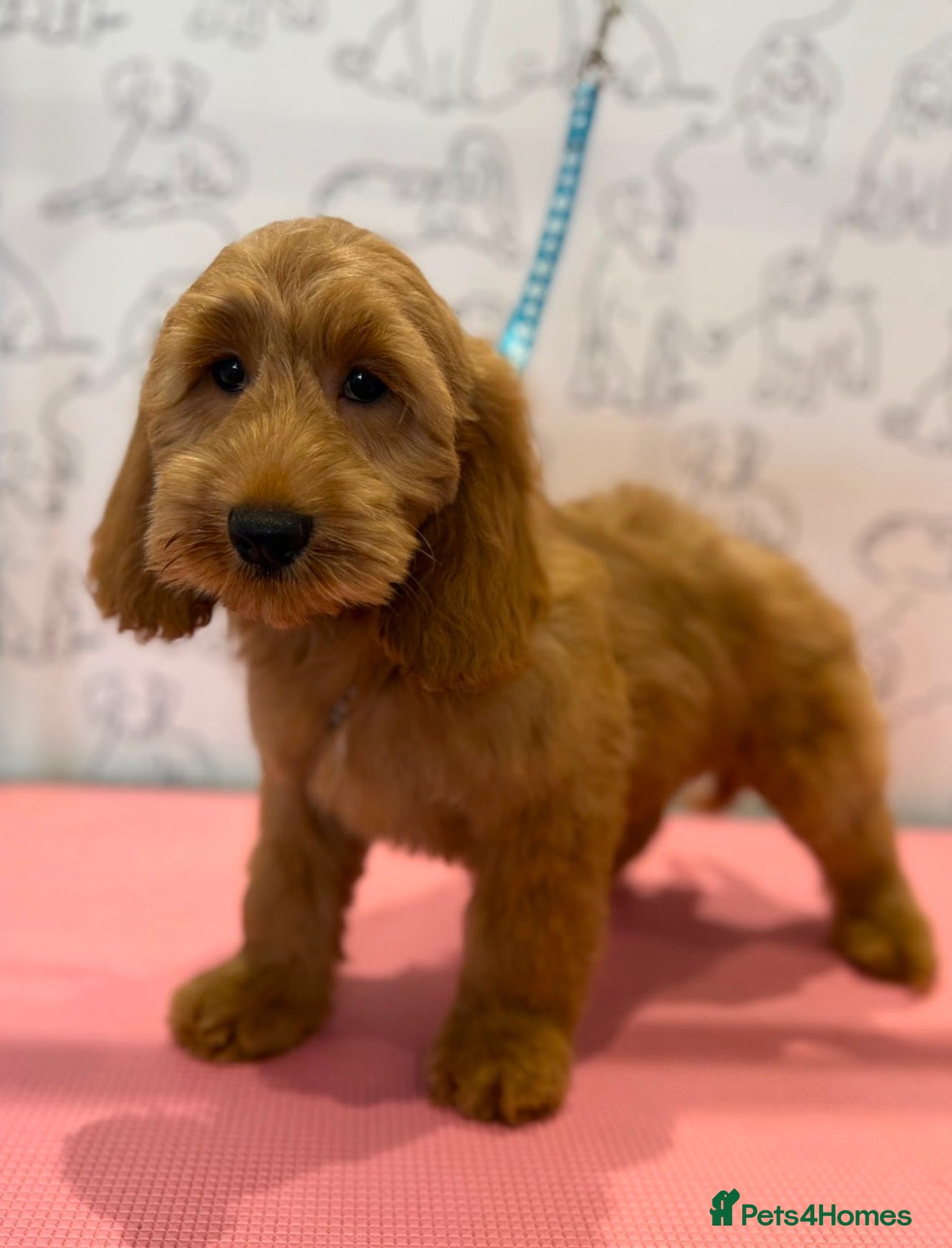 Cockapoo dogs 💜💛🧡Stunning Cockapoo's READY NOW 🧡💛💙 - Advert 1